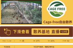 非笼养鸡蛋崛起：破解土鸡蛋市场困局，四川信德引领产业升级新潮流