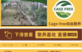 非笼养鸡蛋崛起：破解土鸡蛋市场困局，四川信德引领产业升级新潮流
